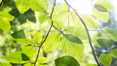 Sonne scheint durch grüne Blätter Sonne scheint durch grüne Blätter