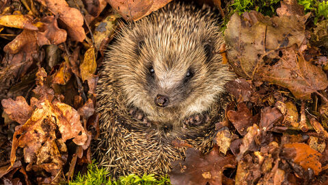 Ein Igel im Laub Ein Igel im Laub