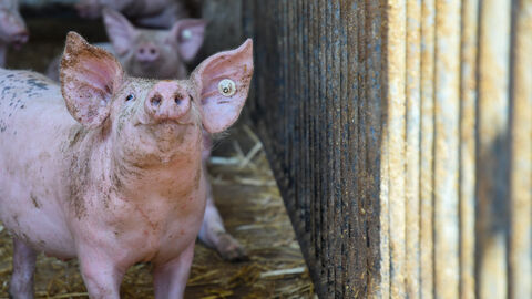 Schwein in Schweinestall