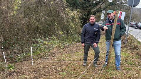 Schweinepest Zaun Zwei Männer stehen an einem Zaun im Wald.