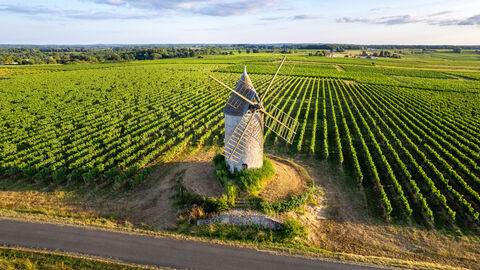 Weinberg im Département Gironde, Nouvelle-Aquitaine, Frankreich Windmühle in einem Weinberg